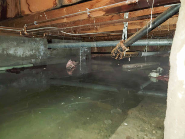 Best Water damage contractors near me  in Reno, OH